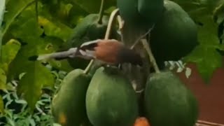 Birds eating papaya. Read description to know more #birds #wildlife #nature