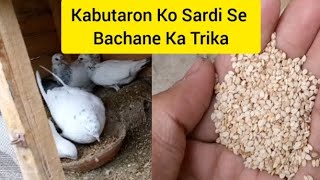 Kabutaron Ko Sardi Se Bachane Ka Tarika | M Asad Birds | #MAsadBirds