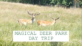 Old royal deer park north of Copenhagen // summer day vlog