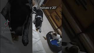 CUANTO TARDARÁ EN QUITARLE EL HUESO 🍖 (FINAL EN MI TIK TOK) #shorts #animals #nature