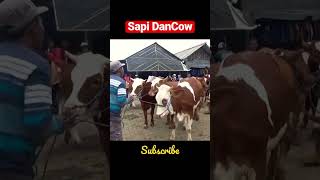 Sapi Dancow #sapi #trending #sapisuper #shorts #pedetsuper