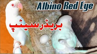 Albino Red Eyes Breeder Setup