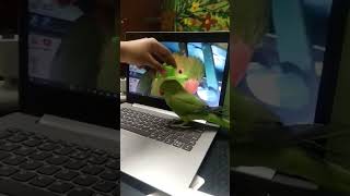 When she is sleeping #birds #viral #explore #funny #viral #funnyvideo #parrot