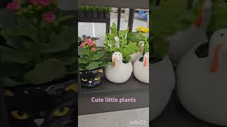 Cute little plants/Halloween