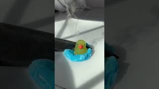 Die 🦆 duck ASMR