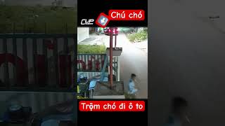 Trộm chó bằng ô tô xịn #shots #tintuc #xahoi