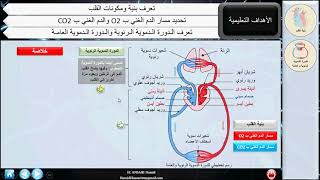 الدورة الدموية الرئوية والدورة الدموية العامة - Circulation pulmonaire et circulation générale.