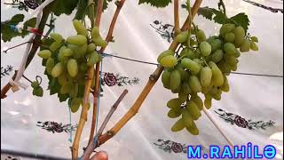 Azərbaycan.İmişli.Xədicə və Rahilə🍇🍇🍇dən danışır🥰