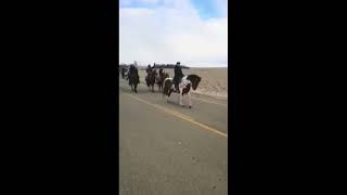 CANADIANS PROTESTING ON HORSEBACK!!! Freedom Convoy 2022