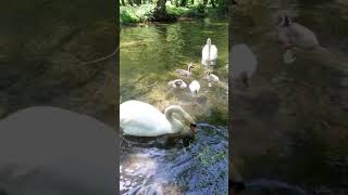 Happy bird family 🦢🦢