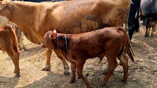 17500‼️ BABON ANAK HARGA EKONOMIS ||  Pasar Sapi Jatirogo