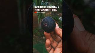 TANDA MATANG DIATAS 90% ITU WARNA HITAMNYA MERATA, Lebih lembut interior buahnya #buahtin