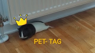 PET- TAG | Odgovori na vasa pitanja