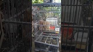 2 Burung Hantu Anak'an Masih Kecil