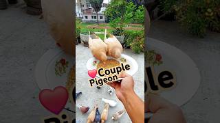 Couple Pigeons Eating Peacefully on My Hand #pigeon #kabutar #pets #love #couple #shorts