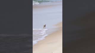 A bird is standing on the beach