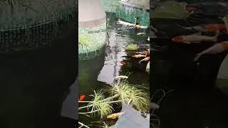 Koi at Wilcon Depot. #balintawak #wilcondepot #koi #koifish