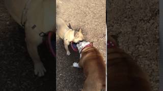 Winston's Bulldog Reunion: Frisbee Fun at the Park