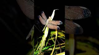 Dragonfly sitting #shorts #village #nature #dragonfly