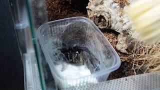 Terrarium dla Haplopelma lividum REHOUSE + FEEDING