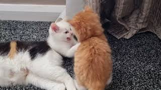 Cute Kittens Playing while Mom relaxes