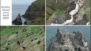 Rathlin Island seabirds in April