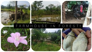 Life in a Forest in Odisha | Our Farmhouse In Odhisa Vlog