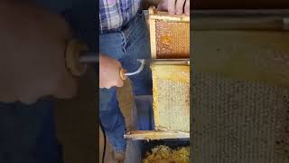 arı arıcılık bee bees пчела मधुमक्खी Biene бджола abeille abeja abelha نحلة bleta méh bij pčela api