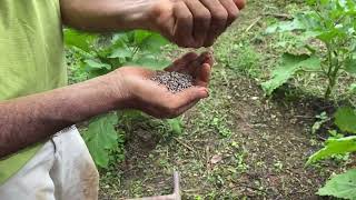 QUE FUENTE DE FÓSFORO ES MEJOR PARA TU CULTIVO.