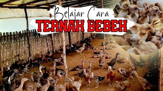 Mau Beternak 🦆 Bebek Petelur? Simak Video Ini Dulu!