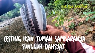 Cesting Ikan Toman Sambaranya sungguh Dahsyat