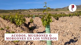 Acodos, mugrones o morgones en los viñedos