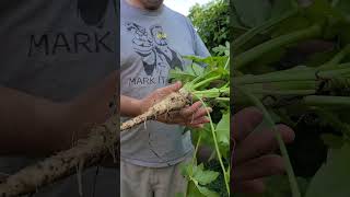 HARVEST WINTERIZING PARSNIP #fail #harvest #woody #winterizing #core #toronto #backyardgardening