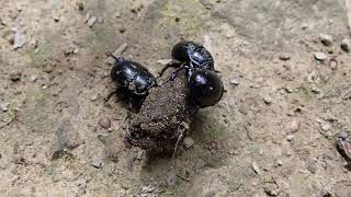 Dung Beetles in the Forest of Dean (part1)