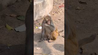 Monkey Donkey | Badar in Pashupatinath