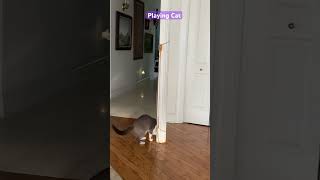 Happy Cat 😸 Playtime #catlovers #catshorts  #shortvideo