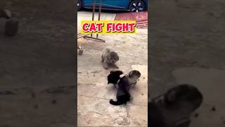 Cat Fight | New Funny Animals Video  | #cat #shorts