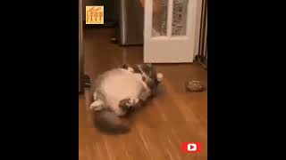 #Shorts prank, funny cat, когда хозяйка смеётся и не хочет помочь, прикол