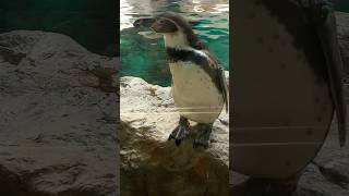 Los pingüinos #funnyanimal #short #penguins