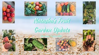 Natasha’s tropical fruit garden update