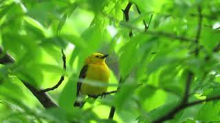 Prothonotary Warbler