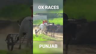 Ox Races Live Today | Khalsa Tv Ox Races | Bullcart Races