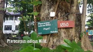 Pterocarpus indicus Willd. Angsana Tree