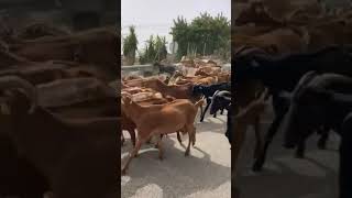 Andalucian Traffic jam , Canillas De Aceituno