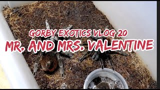 Mr. and Mrs. Valentine | Gorby Exotics Vlog 20