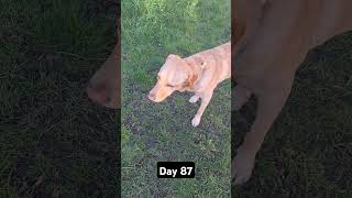 Day 87 until my dog gets 1k subscribers