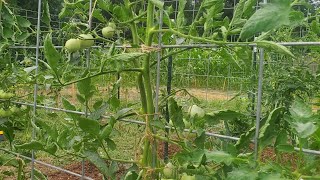 Tying Up Indeterminate Tomatoes 🍅