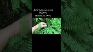 Adiantum aleuticum - Western Maidenhair fern