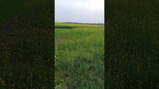 please subscribe for this green beauty । । ऐसे और videos देखने के लिए subscribe kare #shorts