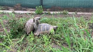 Testudo hermanni mating